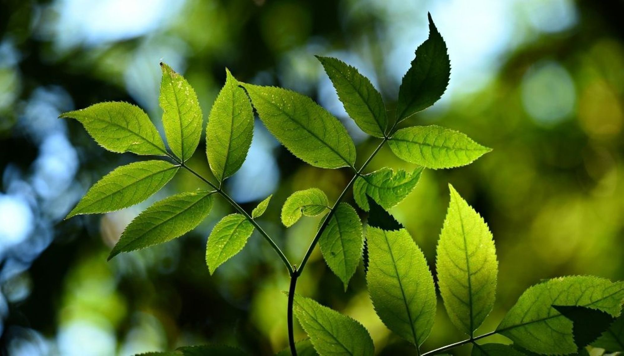 Les Plateformes de répit